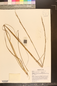 Aristida palustris image