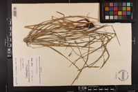 Scleria triglomerata image