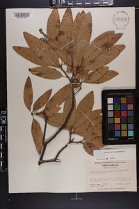 Quercus imbricaria image