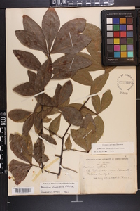 Quercus laurifolia image