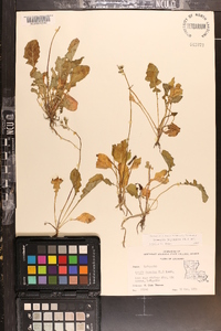 Youngia japonica image