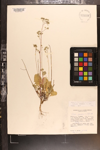 Youngia japonica image