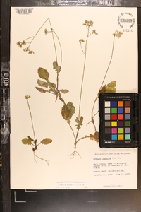 Youngia japonica image