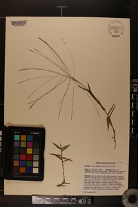 Gymnopogon brevifolius image