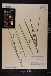 Scleria reticularis image