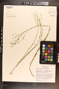 Linum medium var. texanum image