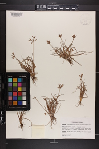 Fimbristylis annua image