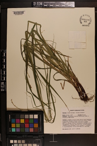 Carex oxylepis image