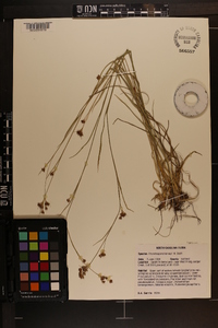 Rhynchospora harveyi image