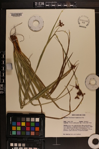 Rhynchospora megalocarpa image