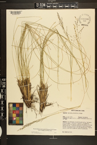 Sporobolus teretifolius image