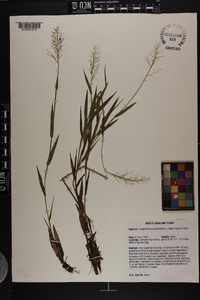 Dichanthelium erectifolium image