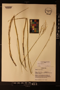 Panicum repens image