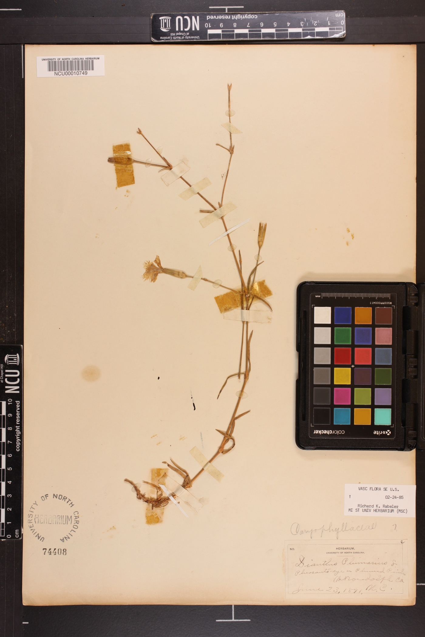 Dianthus plumarius image