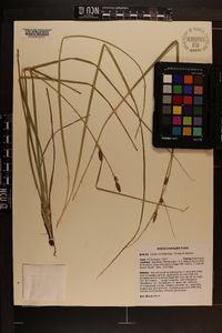 Carex complanata image