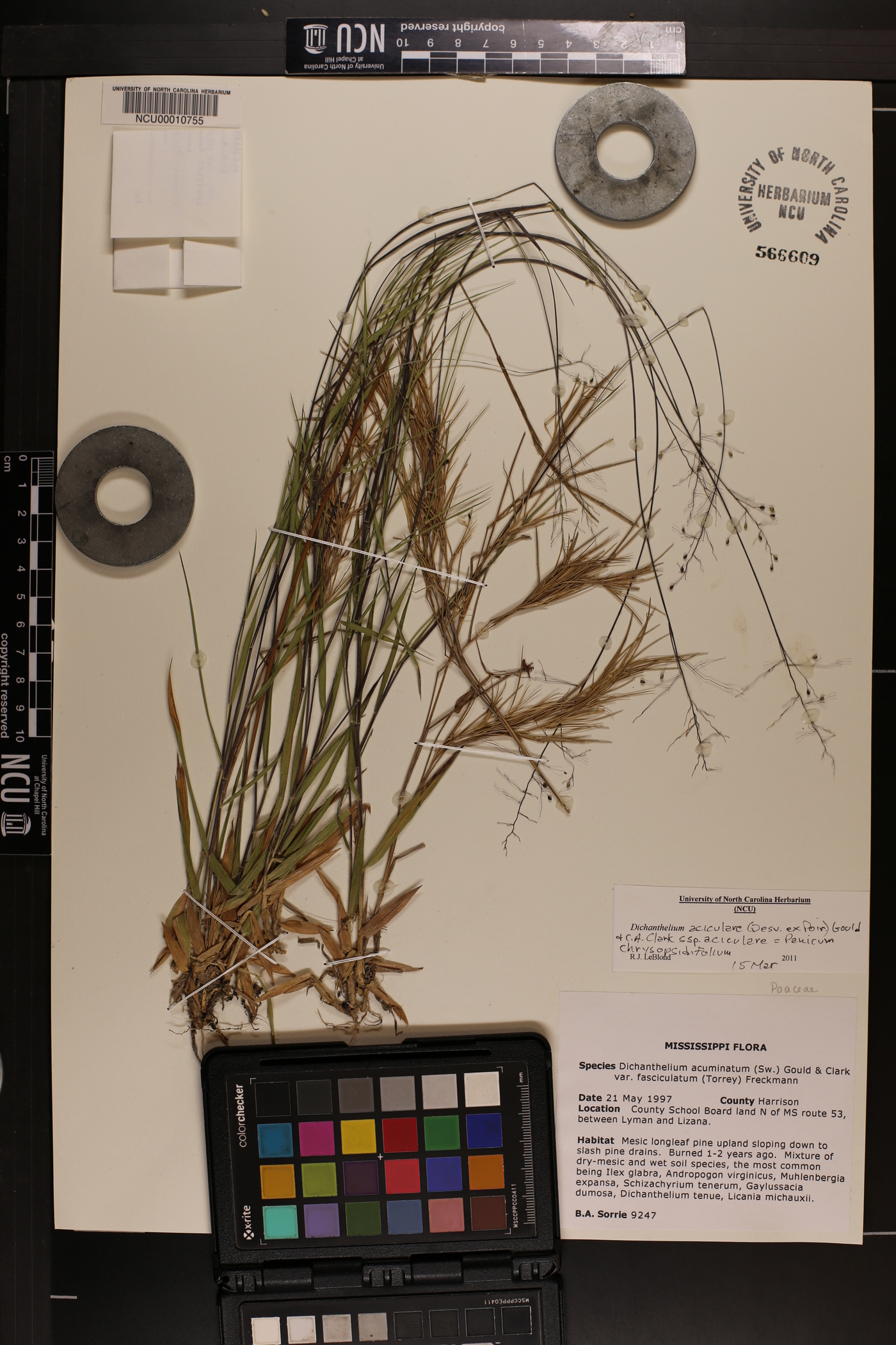 Dichanthelium filiramum image