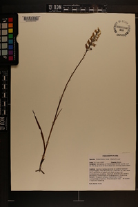 Platanthera nivea image