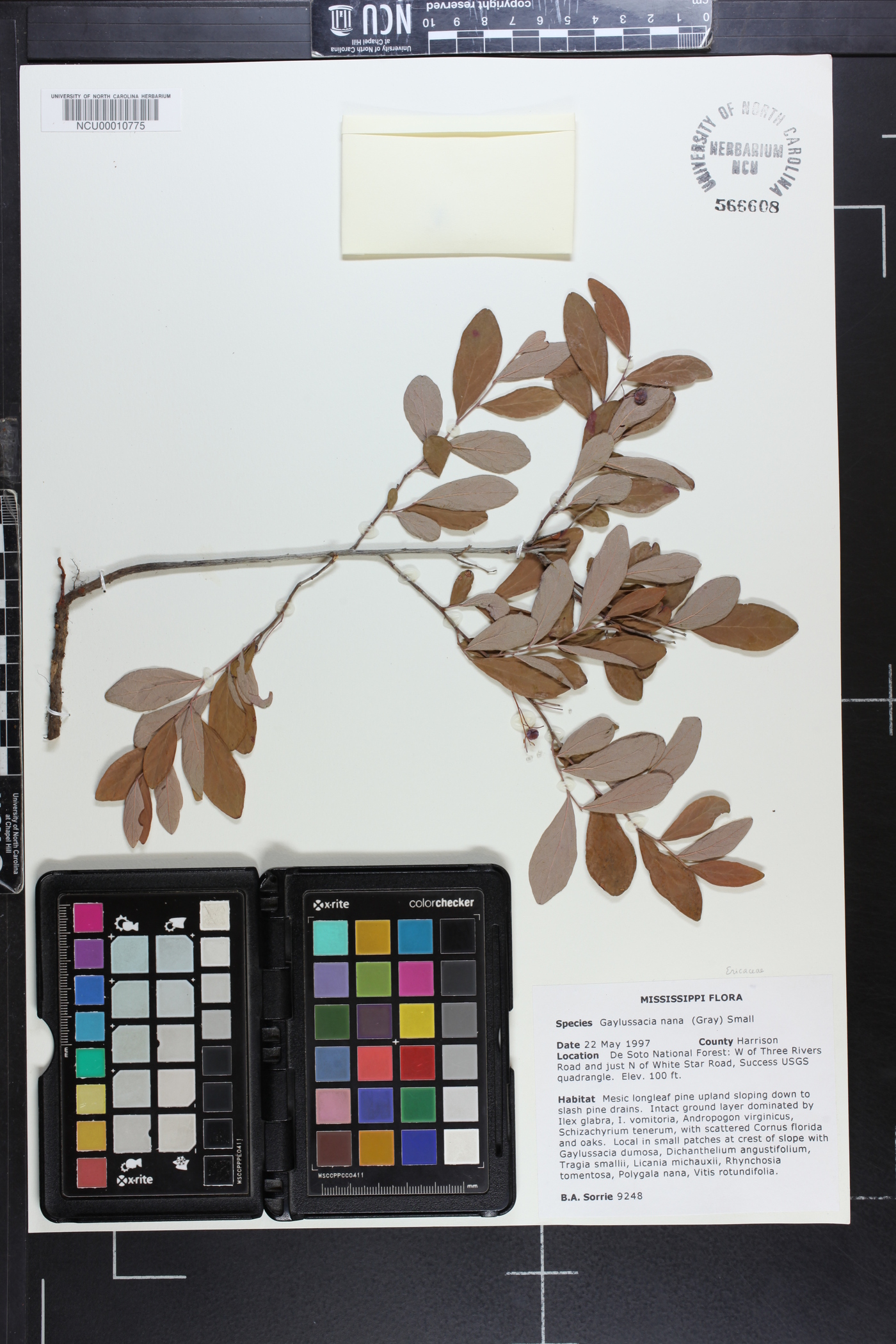 Gaylussacia nana image