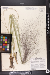 Muhlenbergia capillaris image