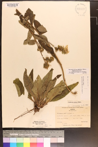 Silphium asteriscus var. simpsonii image