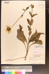 Silphium asteriscus image