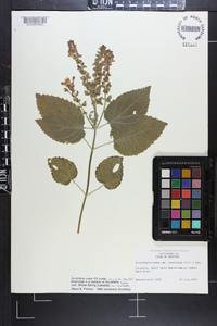 Scutellaria ovata image