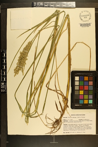 Glyceria obtusa image