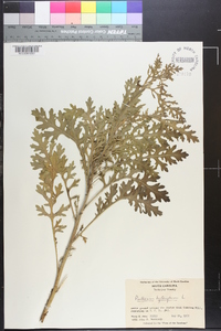 Parthenium hysterophorus image