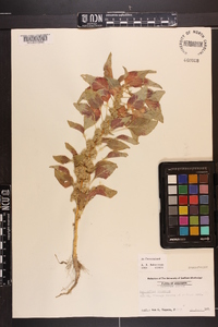 Amaranthus tricolor image