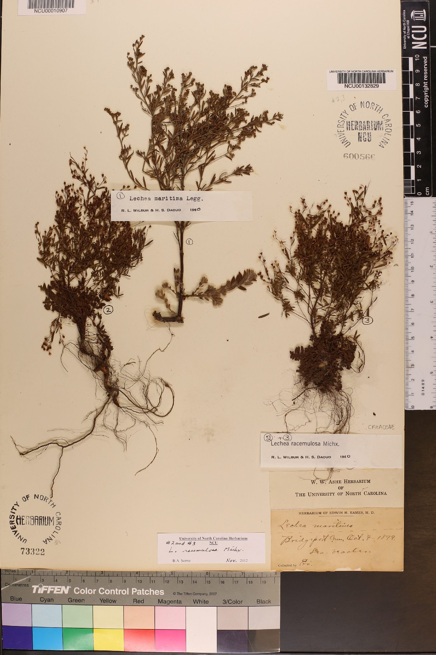 Lechea maritima image