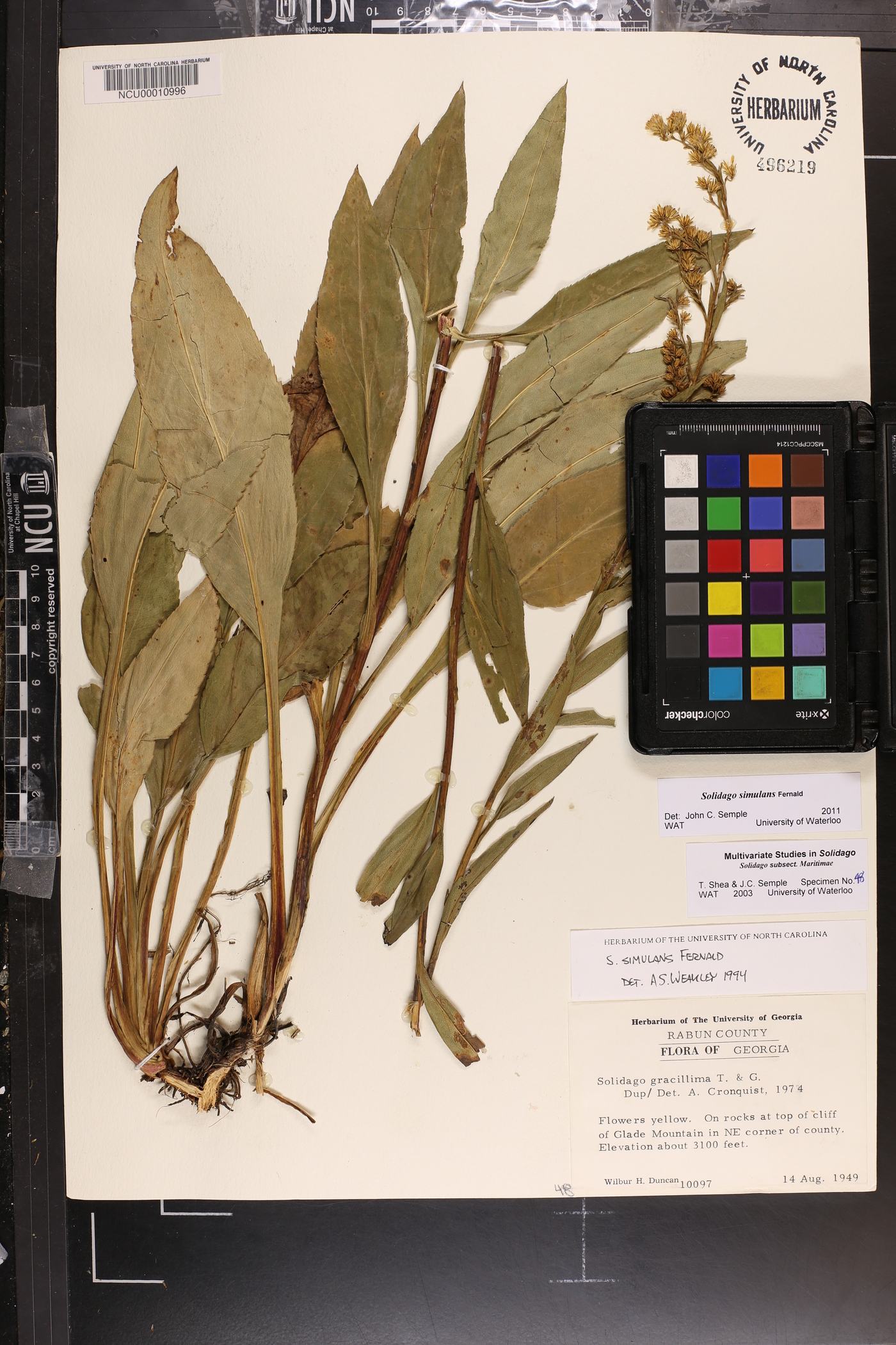 Solidago simulans image