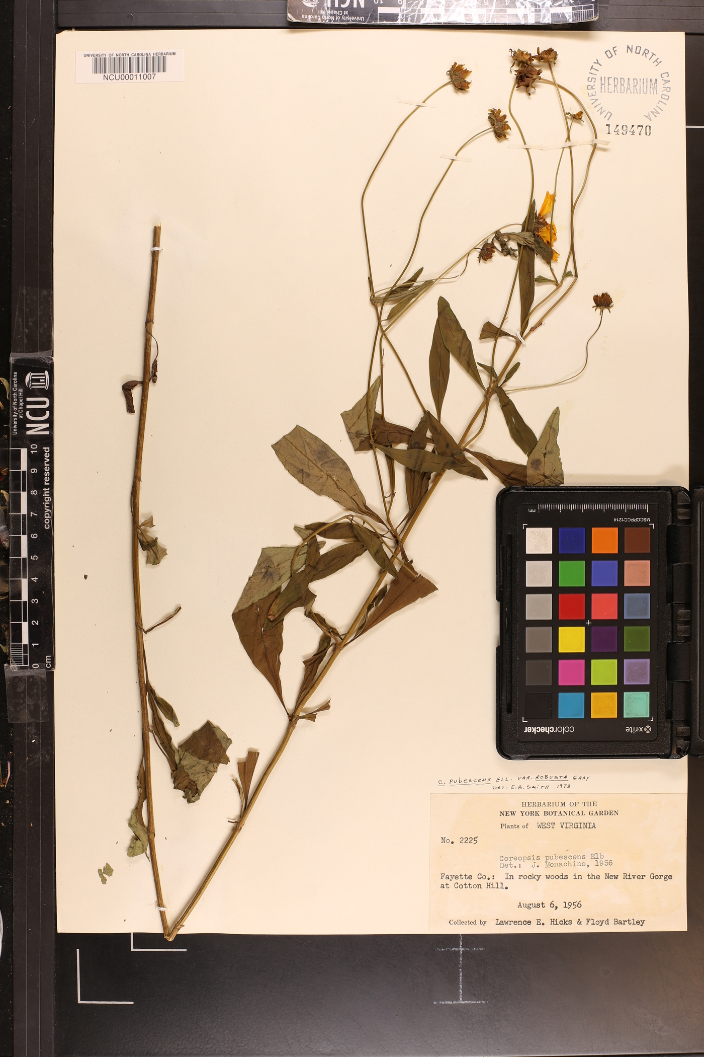 Coreopsis pubescens var. robusta image