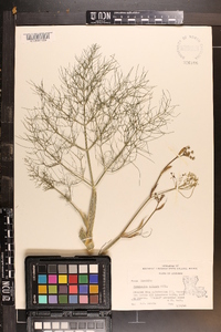 Foeniculum vulgare image