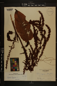 Rumex x acutus image