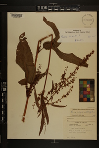 Rumex x acutus image