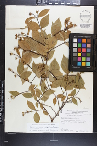 Philadelphus intectus image