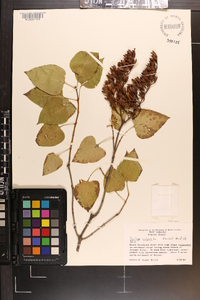 Syringa vulgaris image