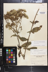 Eupatorium album image