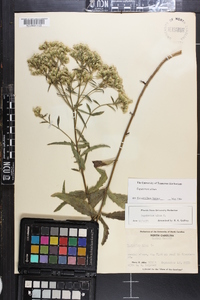 Eupatorium album image