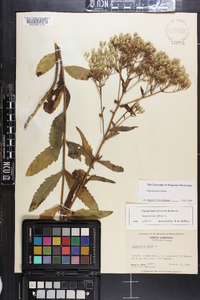 Eupatorium album image