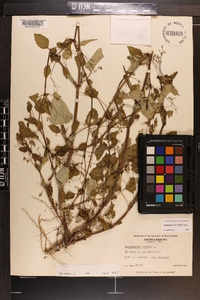 Boerhavia erecta image