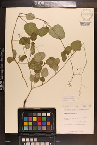 Boerhavia diffusa image