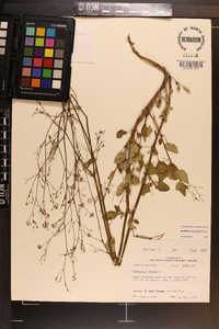 Boerhavia erecta image