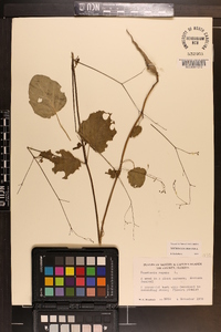 Boerhavia diffusa image