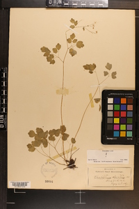 Thalictrum clavatum image