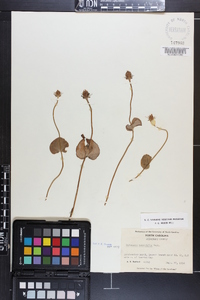 Parnassia asarifolia image