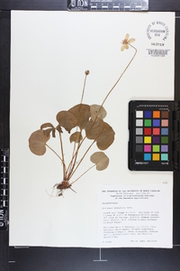 Parnassia asarifolia image