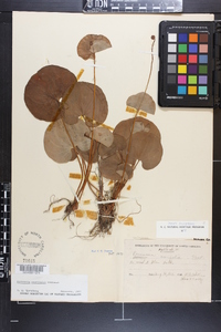 Parnassia asarifolia image