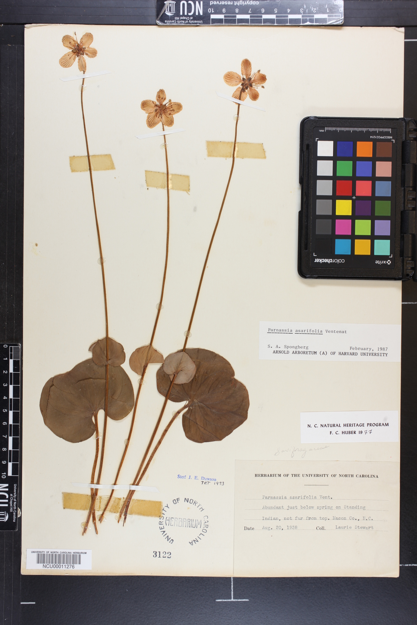 Parnassia asarifolia image