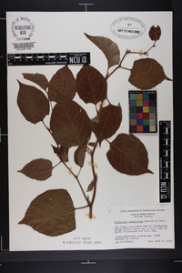 Reynoutria japonica image